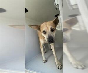 Carolina Dog-German Shepherd Dog Mix Dogs for adoption in Houston, TX, USA