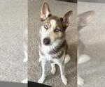 Small Siberian Husky