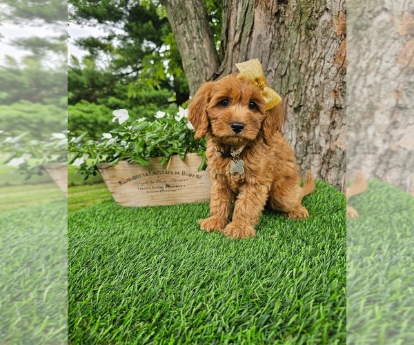Medium Photo #2 Goldendoodle Puppy For Sale in INDIANAPOLIS, IN, USA