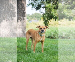 Rae - Female Labrador Retriever-Unknown Mix Dog for Adoption - Photo #17