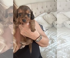 Dachshund Puppy for sale in SAN DIEGO, CA, USA