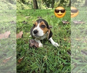 Beagle Puppy for sale in SYLVA, NC, USA