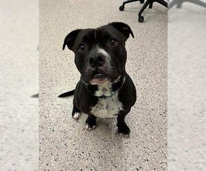 Mutt Dogs for adoption in Brighton, CO, USA