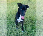 Small #5 Collie-Labrador Retriever Mix