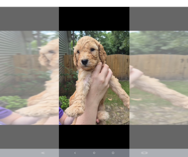 Medium Photo #1 Poodle (Standard) Puppy For Sale in ELGIN, SC, USA