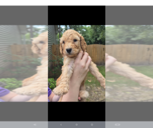 Poodle (Standard) Puppy for Sale in ELGIN, South Carolina USA
