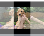 Small Poodle (Standard)
