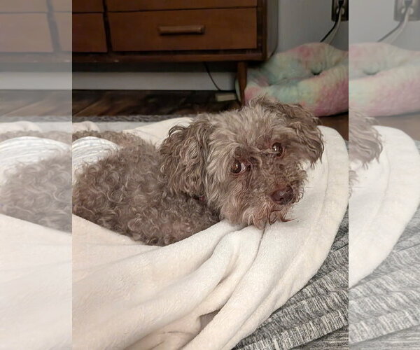 Medium Photo #3 Poodle (Toy) Puppy For Sale in Arlington, VA, USA