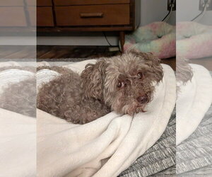 Carl Dean - Male Poodle (Toy) Dog for Adoption - Photo #3