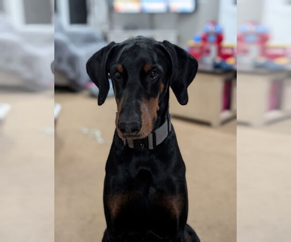 Medium Photo #12 Doberman Pinscher Puppy For Sale in Buffalo, MN, USA