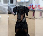 Small #11 Doberman Pinscher