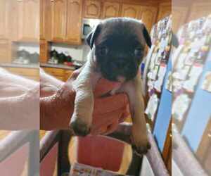 Pug Puppy for sale in MECHANICSVILLE, VA, USA