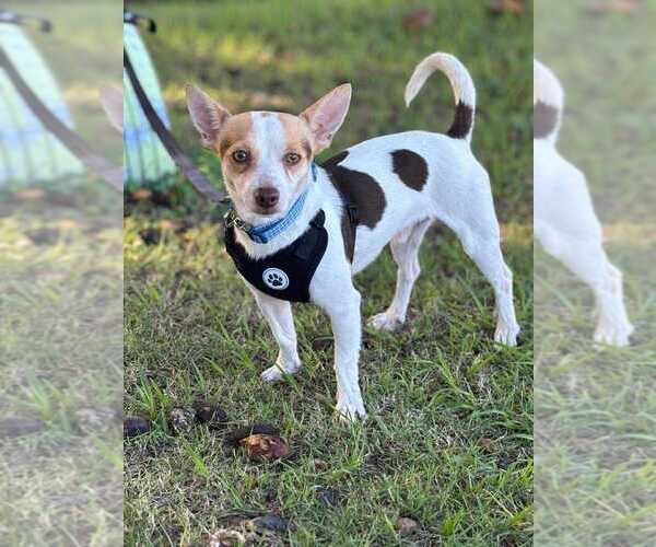 Medium Photo #3 Chihuahua-Unknown Mix Puppy For Sale in FRAMINGHAM, MA, USA