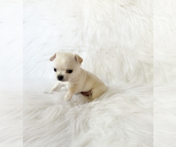 Medium Photo #6 Chihuahua Puppy For Sale in SACRAMENTO, CA, USA