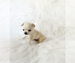 Small #5 Chihuahua