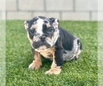 Small #11 English Bulldog