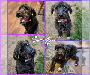 Labradoodle Dogs for adoption in Blacksburg, SC, USA