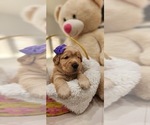 Small Photo #19 Golden Retriever Puppy For Sale in ORLANDO, FL, USA