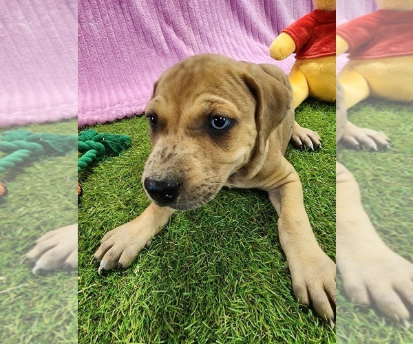 Medium Photo #15 Catahoula Leopard Dog Puppy For Sale in CUMBY, TX, USA