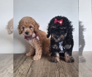 Poodle (Toy) Puppy for sale in PALM BAY, FL, USA