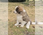 Small #2 Great Bernese