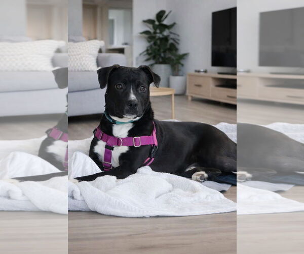 Medium Photo #2 Labrador Retriever-Unknown Mix Puppy For Sale in Clarkston, MI, USA