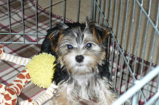 Medium Photo #1 Morkie Puppy For Sale in TUCSON, AZ, USA