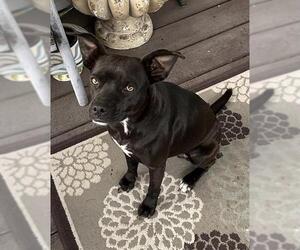 Mutt Dogs for adoption in San Antonio, TX, USA