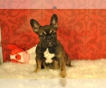 Small Photo #4 French Bulldog Puppy For Sale in HUDSON, CO, USA