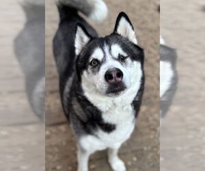 Larz - Male Siberian Husky Dog for Adoption - Photo #2