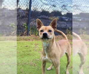 CANELA - Female Chihuahua-Unknown Mix Dog for Adoption - Photo #2