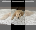 Small Photo #103 Goldendoodle Puppy For Sale in RATHDRUM, ID, USA