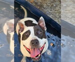 Small #8 American Pit Bull Terrier