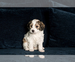 Puppy 2 Morkie-Poodle (Miniature) Mix
