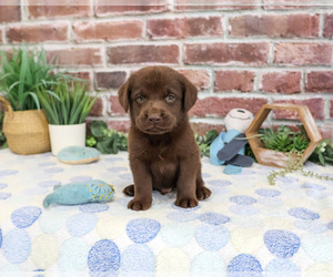 Labrador Retriever Puppy for sale in SYRACUSE, IN, USA