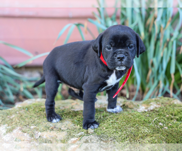 Medium Photo #2 Jug-Treeing Walker Coonhound Mix Puppy For Sale in LIBERTY, KY, USA
