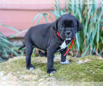 Small #1 Jug-Treeing Walker Coonhound Mix