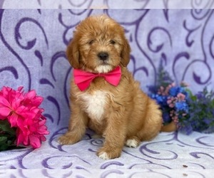 Double Doodle Puppy for sale in LANCASTER, PA, USA