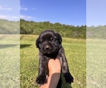 Puppy Cheeks Mastiff