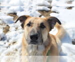Small #1 Anatolian Shepherd Mix