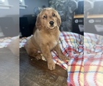 Small Photo #10 Golden Retriever Puppy For Sale in DETROIT, MI, USA