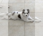 Small Photo #1 Pomsky Puppy For Sale in GREENACRES, FL, USA