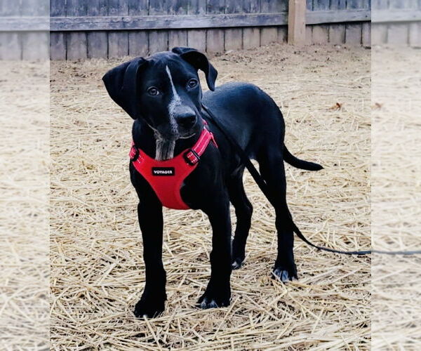Medium Photo #7 Pointer-Unknown Mix Puppy For Sale in Mundelein, IL, USA