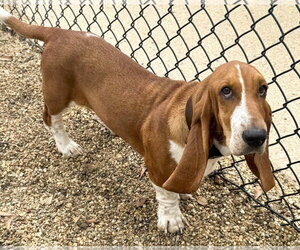 HEATHER - ADOPTION PENDING! - Female Basset Hound Dog for Adoption - Photo #2