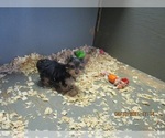 Small Photo #12 Yorkshire Terrier Puppy For Sale in CARROLLTON, GA, USA
