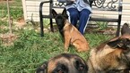 Small Photo #9 Belgian Malinois Puppy For Sale in WEST PLAINS, MO, USA