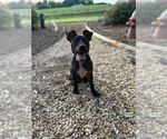 Small #6 American Pit Bull Terrier Mix