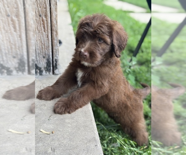 Medium Photo #4 Aussiedoodle Miniature  Puppy For Sale in WOODSTOCK, IL, USA