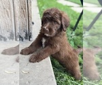 Small #3 Aussiedoodle Miniature 