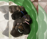 Small Photo #15 French Bulldog Puppy For Sale in CARROLLTON, TX, USA